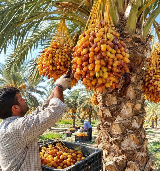 آغاز برداشت خرما در زرین دشت فارس
