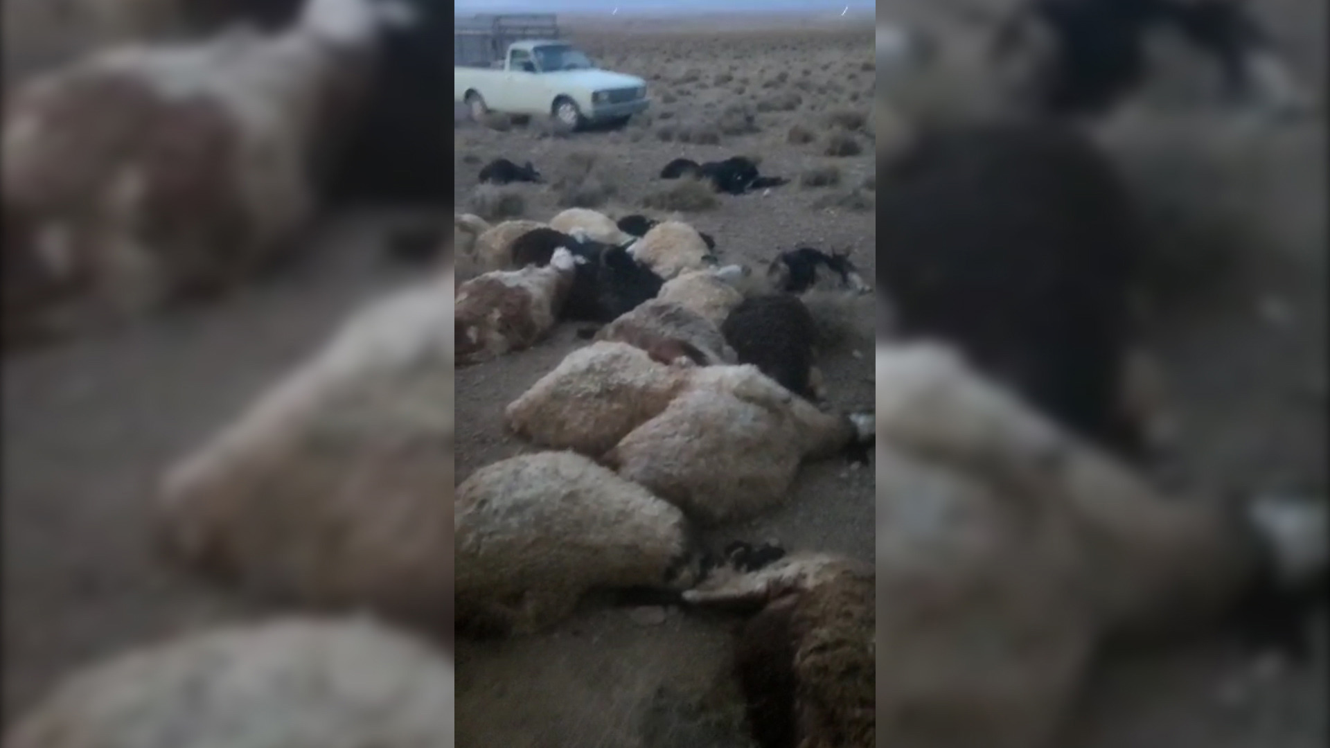 تلف شدن ۳۲ رأس گوسفند بر اثر صاعقه در سرچهان فارس