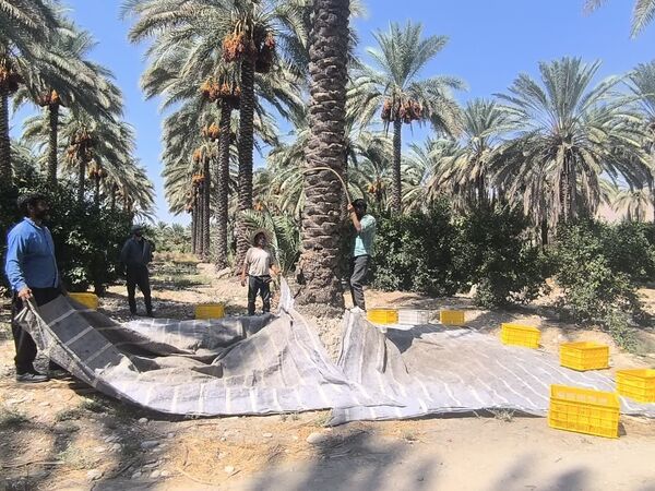 پیام فارس