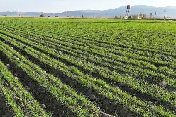 کشت جو در بیش از پنج هزار هکتار زمین‌های شهرستان داراب فارس