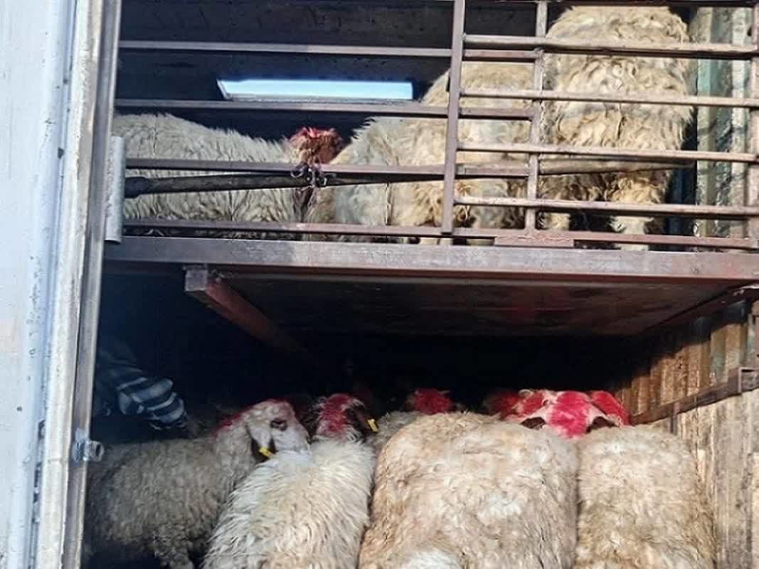 کشف ۲۹۴ رأس گوسفند قاچاق به ارزش بیش از ۱۱ میلیارد تومان در شیراز