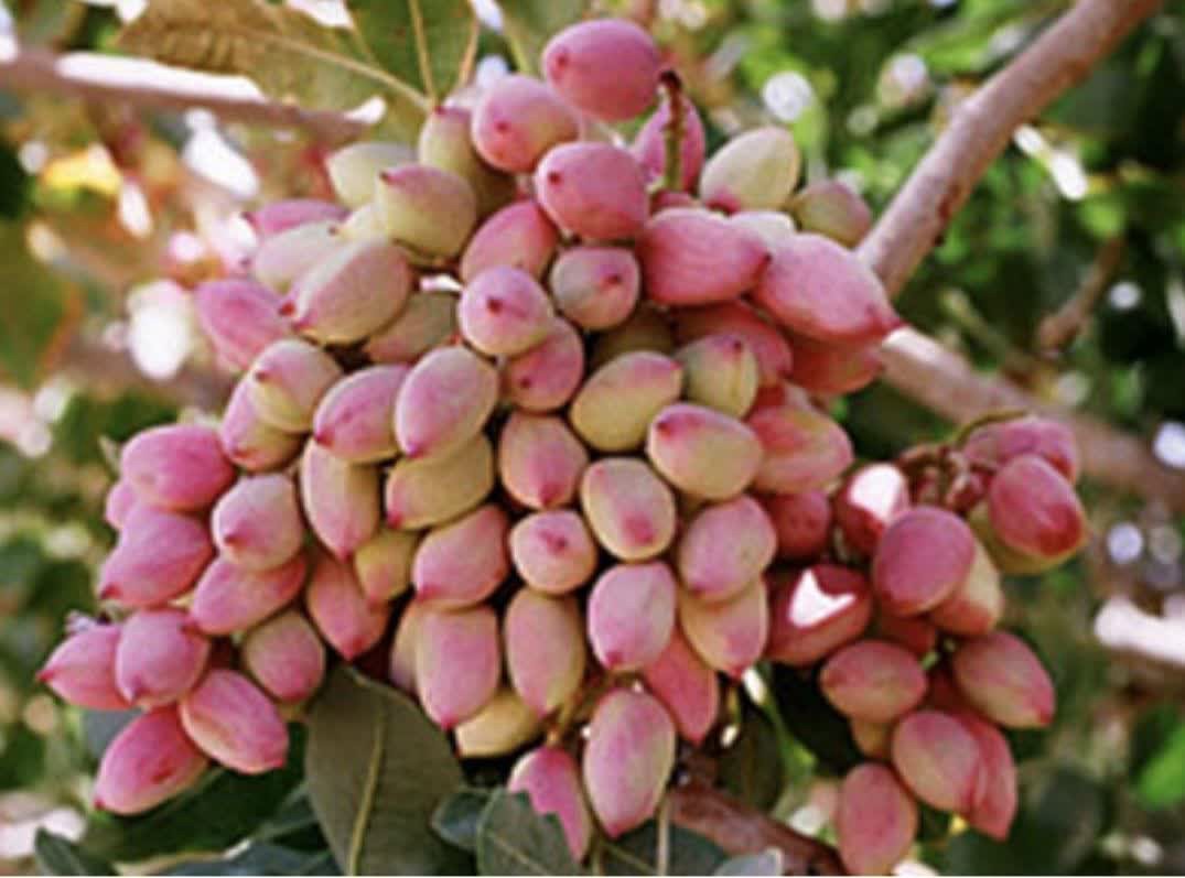 طلای سبز سروستان در راه بازار چین