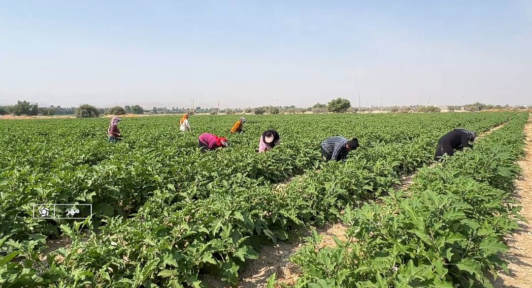 پیام فارس