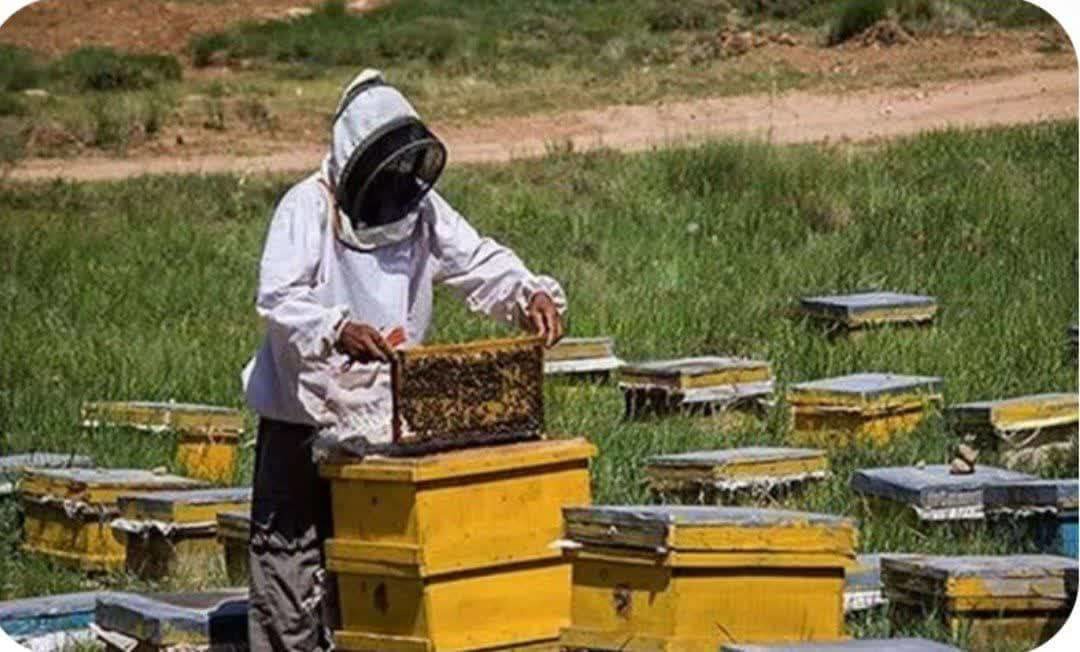 اجرای طرح سرشماری زنبورستان‌ها در شهرستان جویم