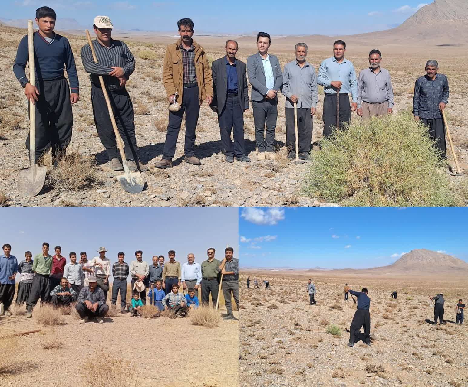 کاشت بذر گیاه دارویی آنغوزه در مراتع شهر ایزدخواست شهرستان آباده